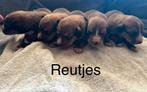 Tollenbucher pups F1 met stamboom!, Dieren en Toebehoren, Nederland, Overige rassen, CDV (hondenziekte), 8 tot 15 weken