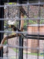 Chinese Appelvink man, Dieren en Toebehoren, Vogels | Overige Vogels, Mannelijk, Geringd