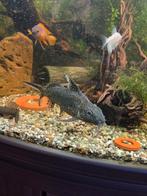 4x synodontis, Dieren en Toebehoren, Vissen | Aquariumvissen, Vis