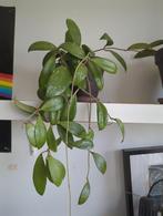 Leuk plantje in pot (moet snel weg), Tuin en Terras, Planten | Tuinplanten, Ophalen