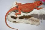 Baardagaam HypoTrans Gen-Stripe Leatherback Bearded Dragons, Hagedis, Tam, 0 tot 2 jaar