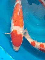 Kohaku goromo !! Momotaro!!, Dieren en Toebehoren, Karper of Koi