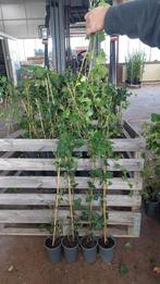 Hedera super prijs 160/180 1,95 enorm succes nog 150 dan op, Ophalen, Vaste plant, Bloeit niet, Halfschaduw