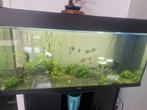 Aquarium, Ophalen, Zo goed als nieuw, Gevuld zoetwateraquarium