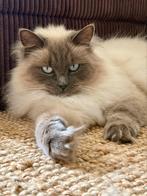 Ragdoll vermist, Dieren en Toebehoren, Vermiste en Gevonden Dieren, Kat