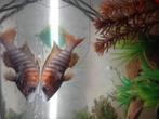 Malawi ciclide groot, Dieren en Toebehoren, Vissen | Aquariumvissen, Vis