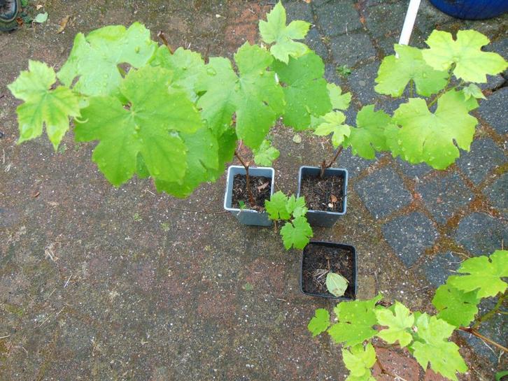 Druivenstek, beworteld, Tuin en Terras, Planten | Tuinplanten, Vaste plant, Fruitplanten, Volle zon, Zomer, Ophalen of Verzenden