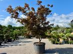 Exclusieve solitaire Acer palmatum Bloodgood 380/400 cm, Tuin en Terras, Planten | Bomen, Bloeit niet, Halfschaduw, Overige soorten