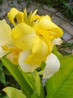 Canna Richard Wallace Yellow, Tuin en Terras, Bloembollen en Zaden, Ophalen of Verzenden, Voorjaar, Volle zon, Zaad