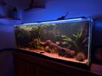 Costum made aquarium 130x50x60, Ophalen, Gevuld zoetwateraquarium
