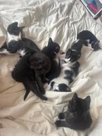 7 lieve kittens te koop!, Dieren en Toebehoren, Katten en Kittens | Overige Katten, Meerdere dieren