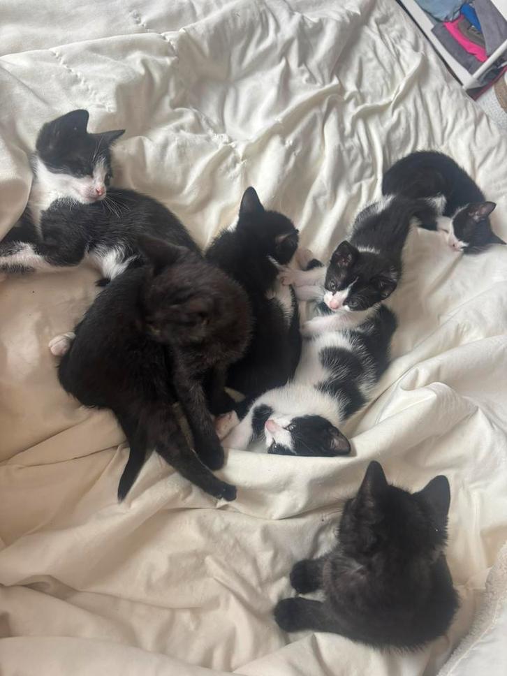 7 lieve kittens te koop!, Dieren en Toebehoren, Katten en Kittens | Overige Katten, Meerdere dieren