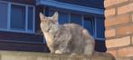 Gratis poes⁹, Dieren en Toebehoren, Poes