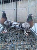 Takla boz benekli pasli koppel, Dieren en Toebehoren, Vogels | Duiven, Meerdere dieren, Overige soorten