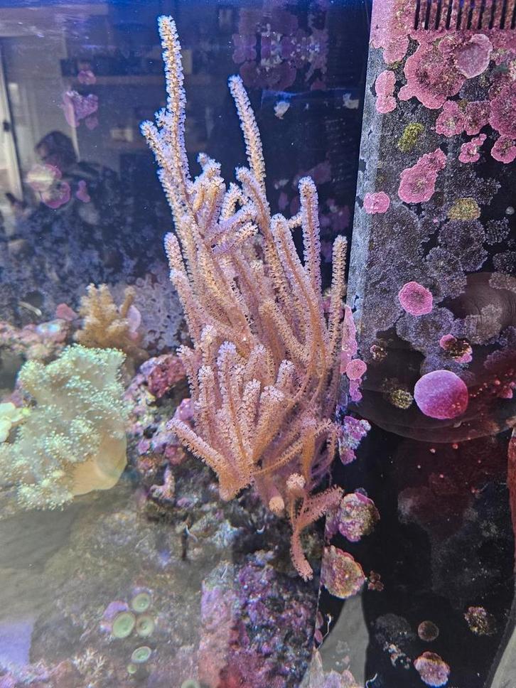 Antillogorgia acerosa koraal stekken, Dieren en Toebehoren, Vissen | Aquariumvissen, Overige typen