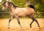 Arabische volbloed hengst, Dieren en Toebehoren, Paarden, Hengst, Minder dan 160 cm, Dressuurpaard, 0 tot 2 jaar