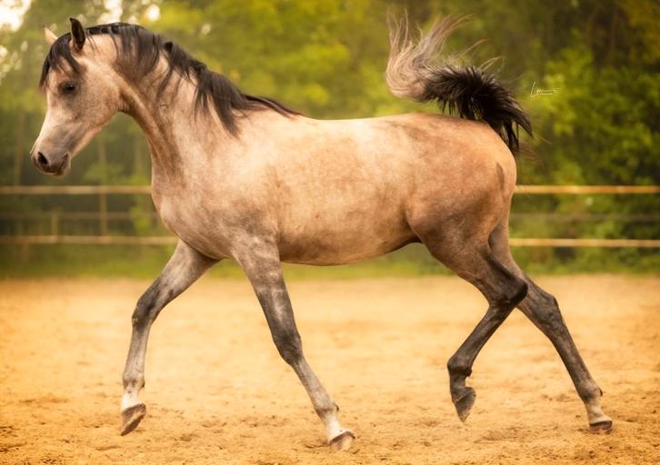 Arabische volbloed hengst, Dieren en Toebehoren, Paarden, Hengst, Minder dan 160 cm, 0 tot 2 jaar, Dressuurpaard