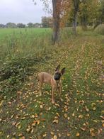 Mooie, charismatische Mechelse herder reu van 7 maanden, Dieren en Toebehoren, Honden | Herdershonden en Veedrijvers, Rabiës (hondsdolheid)
