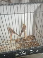 Koppel goudmussen en een man, Dieren en Toebehoren, Vogels | Overige Vogels, Meerdere dieren, Geringd