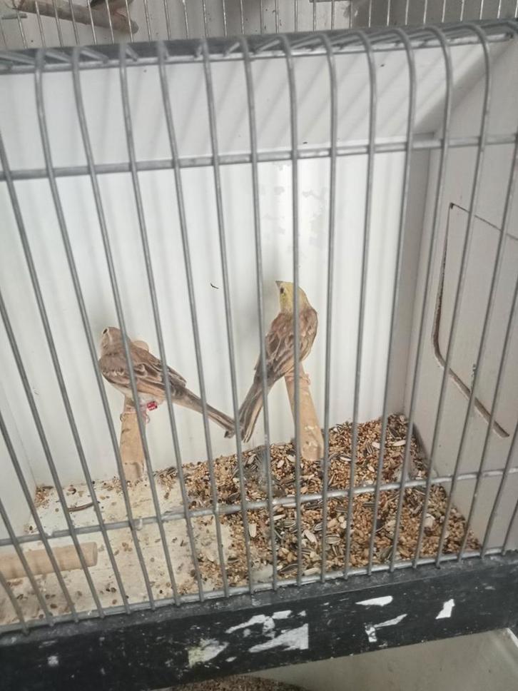Koppel goudmussen en een man, Dieren en Toebehoren, Vogels | Overige Vogels, Meerdere dieren, Geringd