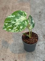 Monstera Bulbasauer Variegata, Huis en Inrichting, Kamerplanten, Ophalen of Verzenden, Halfschaduw, Minder dan 100 cm