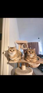 2 Onafscheidelijke Britse Korthaar Poezen, Dieren en Toebehoren, Katten en Kittens | Raskatten | Korthaar, Poes