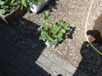 Grote doordragende aardbei planten, Volle zon, Vaste plant, Ophalen of Verzenden, Zomer