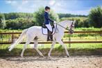 Bijrijpaard gezocht/trainingspaard gezocht, Dieren en Toebehoren, Paarden en Pony's | Overige Paardenspullen, Ophalen of Verzenden