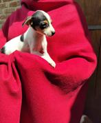 boerenfox pups, Dieren en Toebehoren, België, Particulier, Overige rassen, CDV (hondenziekte)