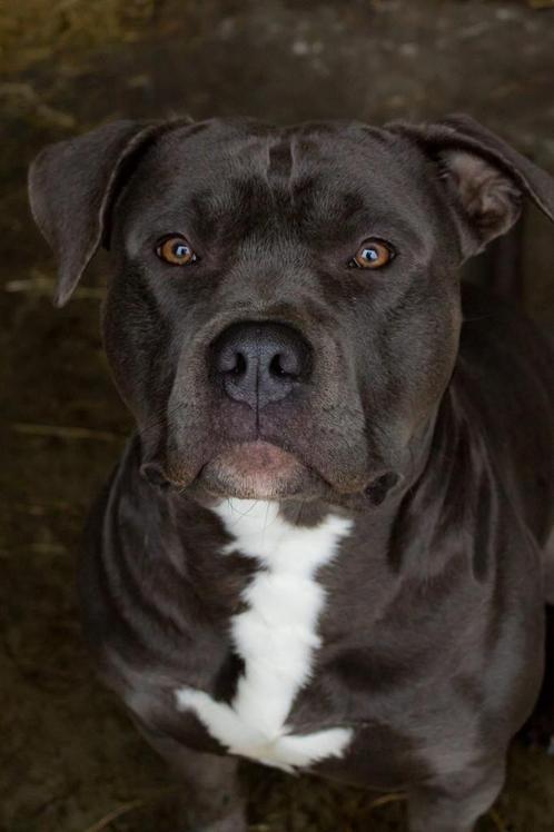 Zeer lieve reu ter dekking (blauwe am stafford), Dieren en Toebehoren, Honden | Jack Russells en Terriërs, Reu, American Staffordshire Terriër