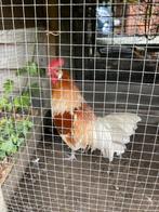 Mooie jonge friese hoen Haan, Mannelijk, Kip