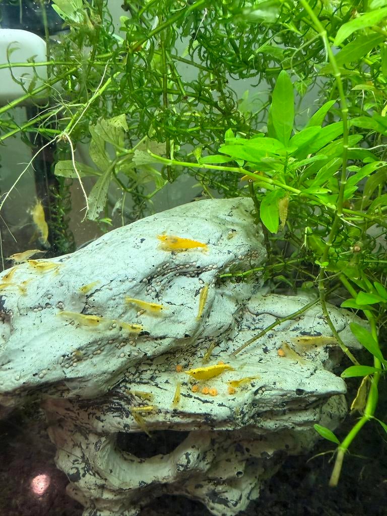 Gele neocaridina garnalen, Kreeft, Krab of Garnaal