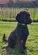 Middenslag poedel van 10 maanden oud zoekt gouden mandje, Dieren en Toebehoren, Honden | Chihuahua's en Gezelschapshonden, Poedel