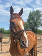 7 jarige allrounder ruin, Dieren en Toebehoren, Paarden, Gechipt, Ruin, Niet van toepassing, 7 tot 10 jaar