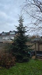 Grote kerstboom (5-6 meter), Ophalen