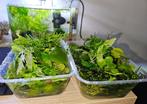 Aquariumplanten mix, 5 euro per bak! Verzenden mogelijk!, Ophalen of Verzenden, Zo goed als nieuw, Plant(en), Steen of Hout