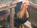 Leghorn patrijs hanen van een half jaar oud., Dieren en Toebehoren, Ophalen of Verzenden, Zo goed als nieuw, Overige typen