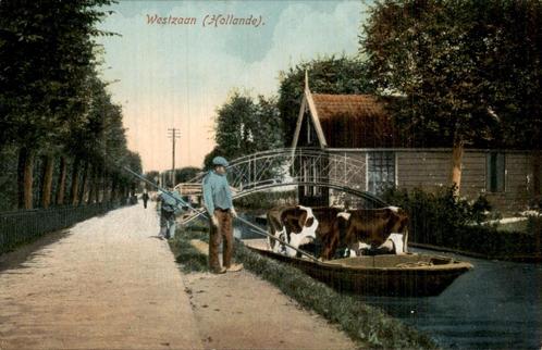Scène in Westzaan met koeien in boot, Verzamelen, Ansichtkaarten | Nederland, Ongelopen, Noord-Holland, Voor 1920, Ophalen of Verzenden