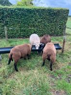 Ramlammeren en schaap texelaar bont, Dieren en Toebehoren, Schapen, Geiten en Varkens, Meerdere dieren, Schaap