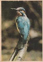 Ijsvogel, Foto Fred Hazelhoff 1972 60, Verzenden, 1960 tot 1980, Gelopen, Vogel
