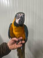 Blauwgele ara, Dieren en Toebehoren, Vogels | Parkieten en Papegaaien, Geslacht onbekend, Papegaai, Tam