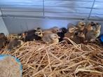 Indische Loopeendjes, Dieren en Toebehoren, Geslacht onbekend, Eend