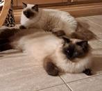 Ragdoll dekkater seal point, 0 tot 2 jaar