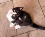 Laatste kitten te koop. Heel aanhankelijk katertje!!!, Kater, Kortharig