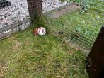 Cavia zeugje (rood/wit), Dieren en Toebehoren, Knaagdieren, Oktober, Vrouwelijk, Cavia