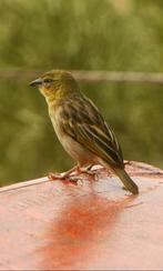 Zwartkopwever popjes GEZOCHT, Dieren en Toebehoren, Vogels | Overige Vogels, Vrouwelijk, Tropenvogel, Geringd