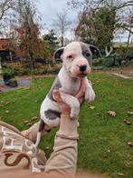 American stafford pups te koop, Dieren en Toebehoren, België, Particulier, 8 tot 15 weken, Meerdere