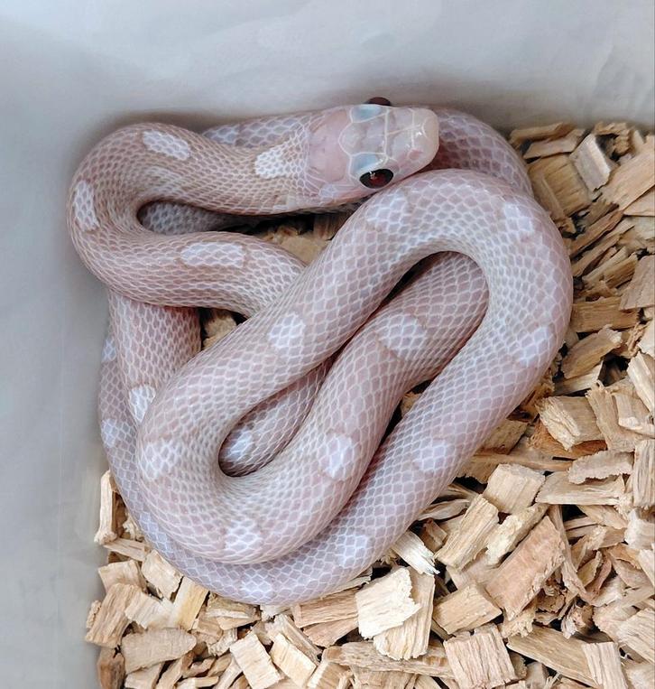 Korenslangen ultramel charcoal