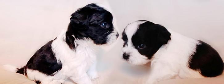 Boompoo pups, nog 1 reu en 1 teefje (toy poedel x boomer), Dieren en Toebehoren, Honden | Niet-rashonden, Meerdere dieren, Particulier