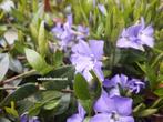 Bodembedekker Vinca minor, of kleine blauwe maagdenpalm, Ophalen of Verzenden, Zomer, Overige soorten, Halfschaduw
